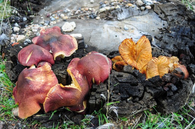 Tricholomopsis rutilans